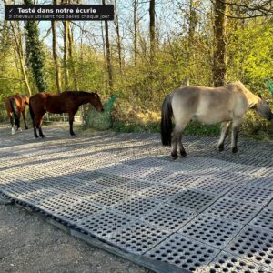 Trois chevaux sur des dalles anti-boue dans notre écurie — testé par MK Horse Solutions avec 9 chevaux
